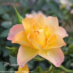 Oso Easy® Italian Ice® Landscape Rose