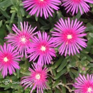 Delosperma 'cooperi' Ice Plant