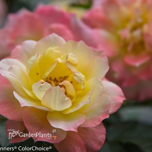 Oso Easy® Italian Ice® Landscape Rose
