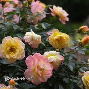Oso Easy® Italian Ice® Landscape Rose