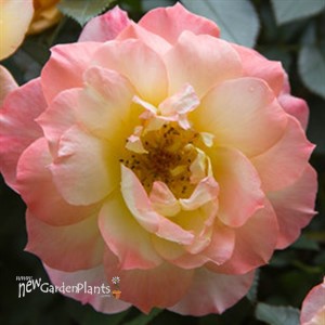 Oso Easy® Italian Ice® Landscape Rose
