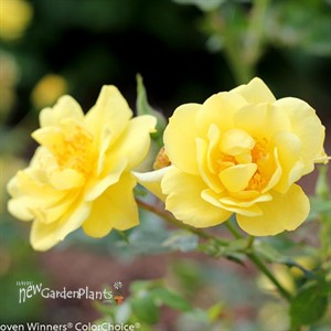 Oso Easy® Lemon Zest Landscape Rose Rosa x