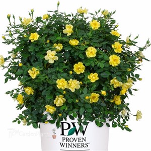 Oso Easy® Lemon Zest Landscape Rose Rosa x