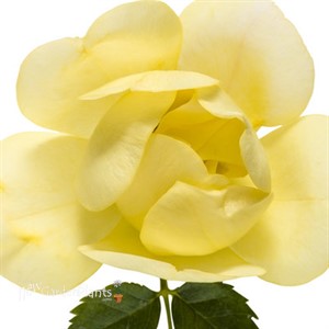 Oso Easy® Lemon Zest Landscape Rose Rosa x