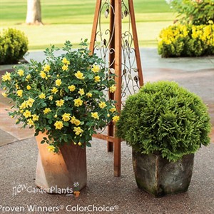 Oso Easy® Lemon Zest Landscape Rose Rosa x