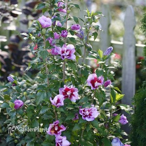 Purple Pillar™ Rose of Sharon Hibiscus syriacus