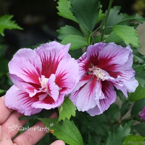Purple Pillar™ Rose of Sharon Hibiscus syriacus