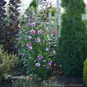 Purple Pillar™ Rose of Sharon Hibiscus syriacus