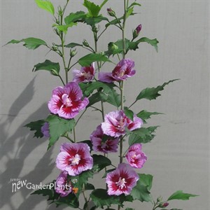 Purple Pillar™ Rose of Sharon Hibiscus syriacus