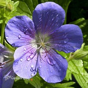 'Brookside'  Cranesbill