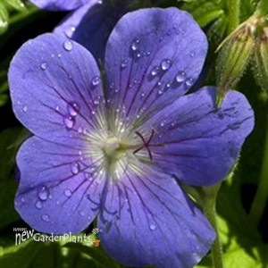 'Brookside'  Cranesbill