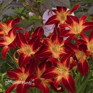 'Ruby Spider' Daylily Hemerocallis