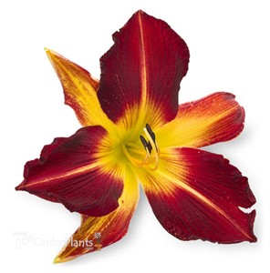 'Ruby Spider' Daylily Hemerocallis