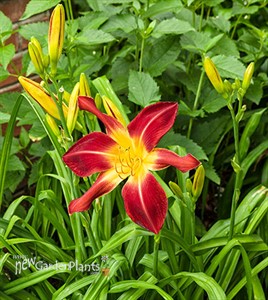 'Ruby Spider' Daylily Hemerocallis