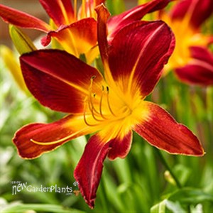 'Ruby Spider' Daylily Hemerocallis