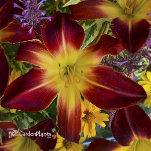 'Ruby Spider' Daylily Hemerocallis