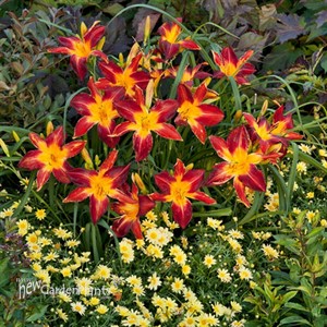 'Ruby Spider' Daylily Hemerocallis