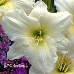 'Joan Senior'  Daylily