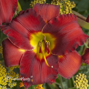 'Sundried Tomatoes'  Daylily