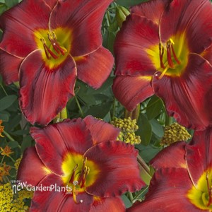 'Sundried Tomatoes'  Daylily