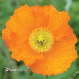 Champagne Bubbles Orange Poppy
