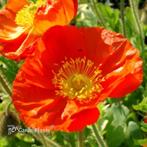 Champagne Bubbles Orange Poppy
