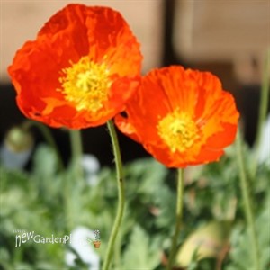 Champagne Bubbles Orange Poppy