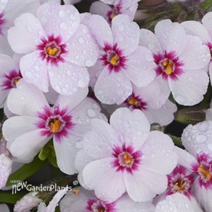 'Coral Eye'  Creeping Phlox
