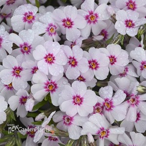 'Coral Eye'  Creeping Phlox