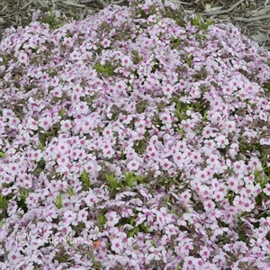 'Coral Eye'  Creeping Phlox