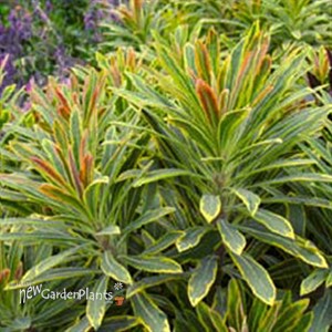 'Ascot Rainbow' Euphorbia