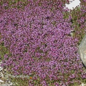 Pink Creeping Thyme