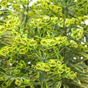 'Ascot Rainbow' Euphorbia