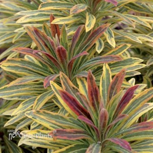 'Ascot Rainbow' Euphorbia