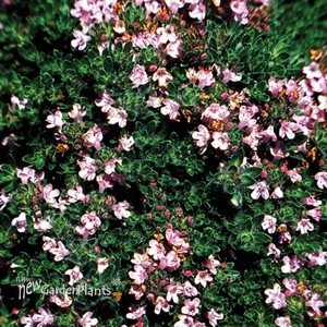 Pink Creeping Thyme