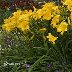 'Butterred Popcorn' Daylily
