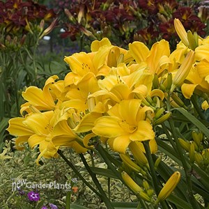 'Butterred Popcorn' Daylily