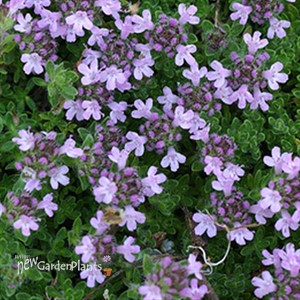 Pink Creeping Thyme