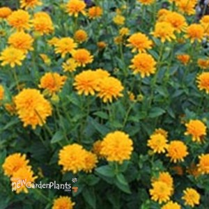 'Asahi' False Sunflower