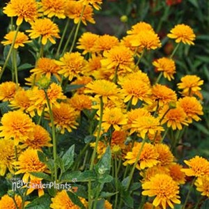 'Asahi' False Sunflower