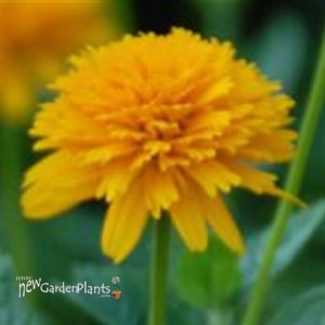 'Asahi' False Sunflower