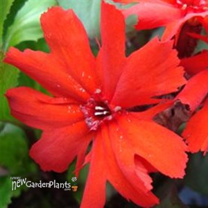 'Molten Lava'  Maltese