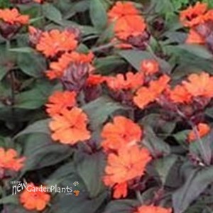 'Molten Lava'  Maltese