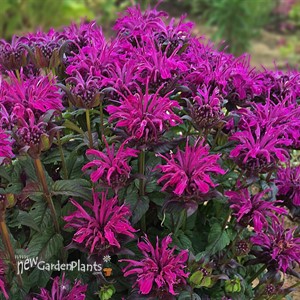'Rockin' Raspberry' Bee Balm