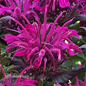 'Rockin' Raspberry' Bee Balm