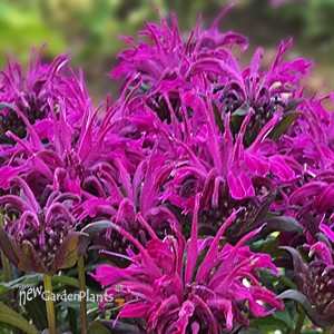 'Rockin' Raspberry' Bee Balm