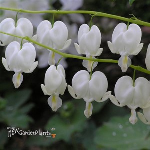 Dicentra 'Alba'  Bleeding Heart