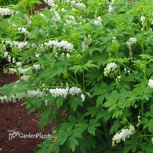 Dicentra 'Alba'  Bleeding Heart