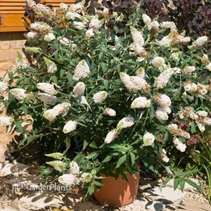 Buzz 'Ivory White' Butterflybush