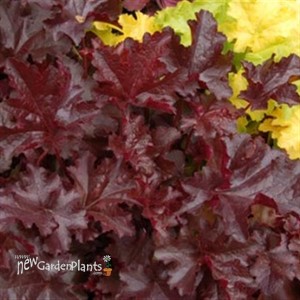 Heuchera 'Chocolate' RUFFLES™ Series